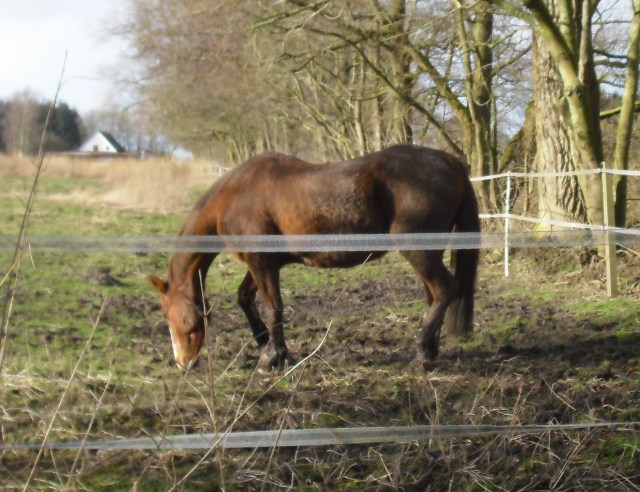 Miranda-23-02.2016-f