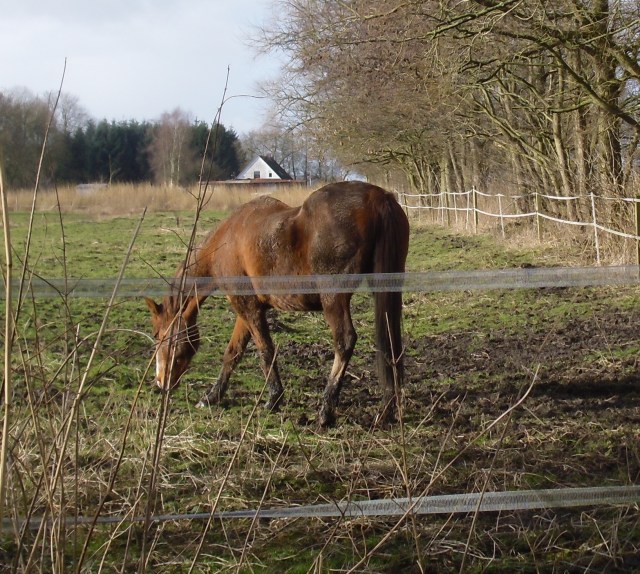 Miranda-23-02.2016-g