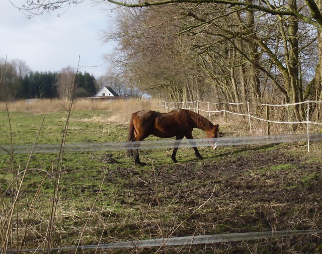 Miranda-23-02.2016-h