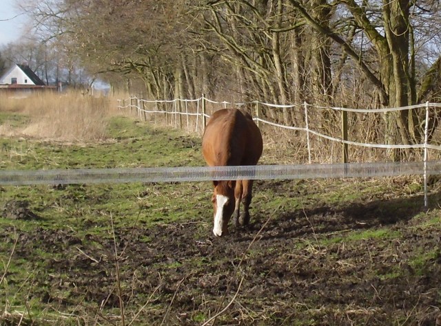 Miranda-23-02.2016-j