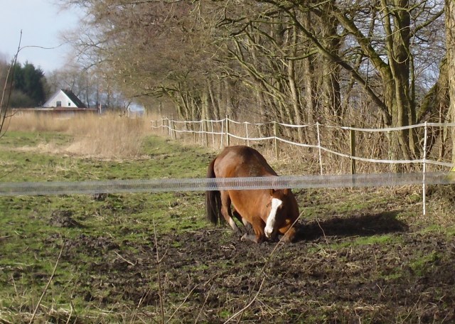 Miranda-23-02.2016-k