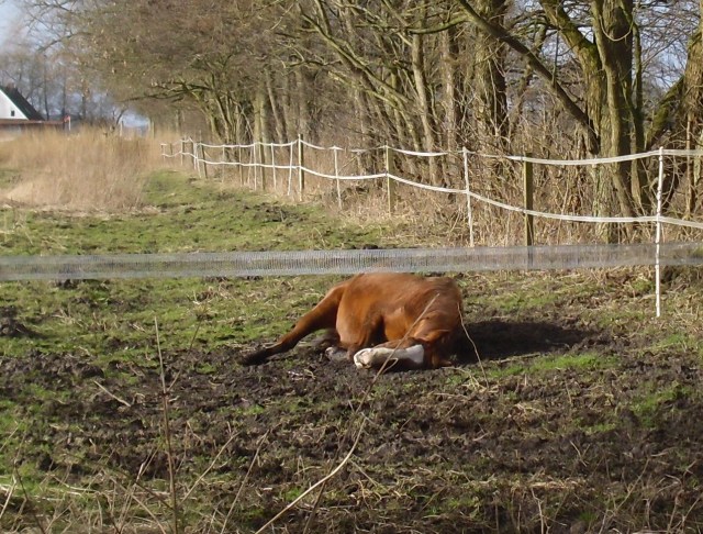 Miranda-23-02.2016-l