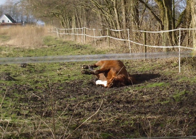 Miranda-23-02.2016-m