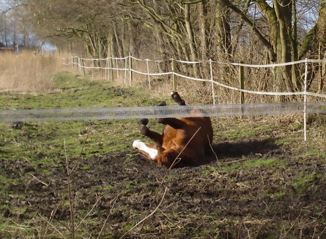 Miranda-23-02.2016-n