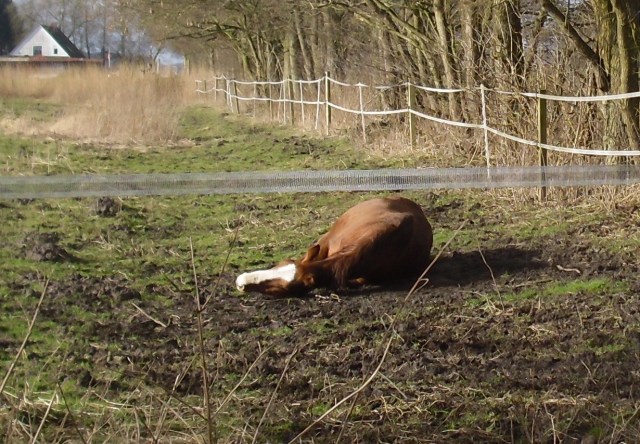 Miranda-23-02.2016-o