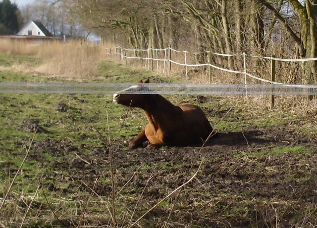 Miranda-23-02.2016-p