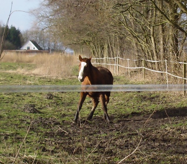 Miranda-23-02.2016-r