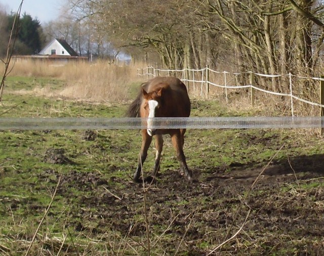 Miranda-23-02.2016-s