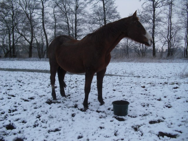 Miranda-Schnee-25-02-16-a