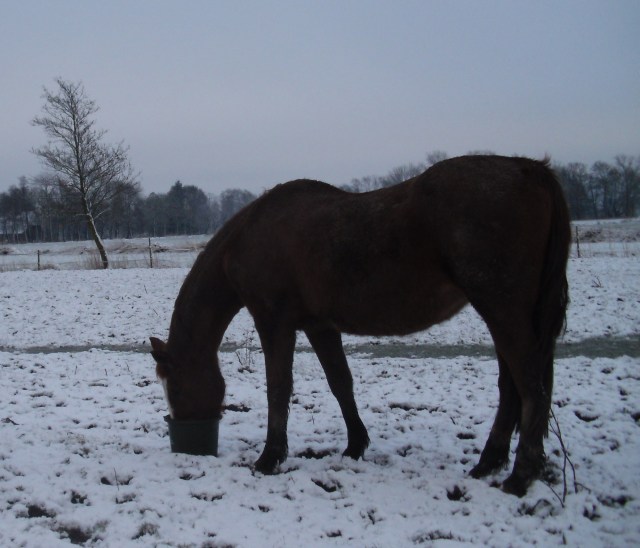 Miranda-Schnee-25-02-16-b