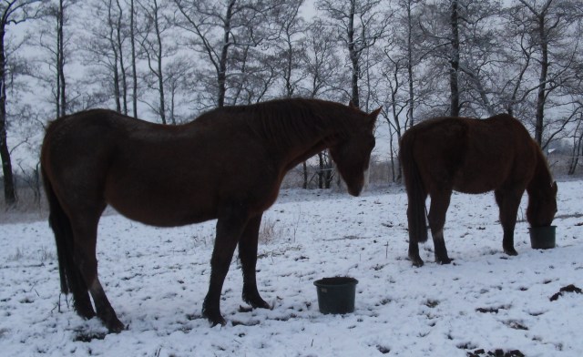 Pferde-Schnee-25-02-16-e