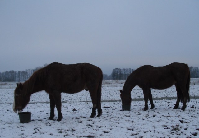 Pferde-Schnee-25-02-16-f