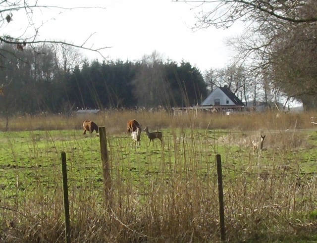 Pferde-u-Rehe-03.02.2016-b