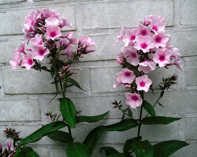 Phlox-Juli-2011