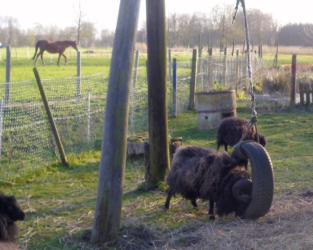 Bockspielzeug-17.04.2016-b