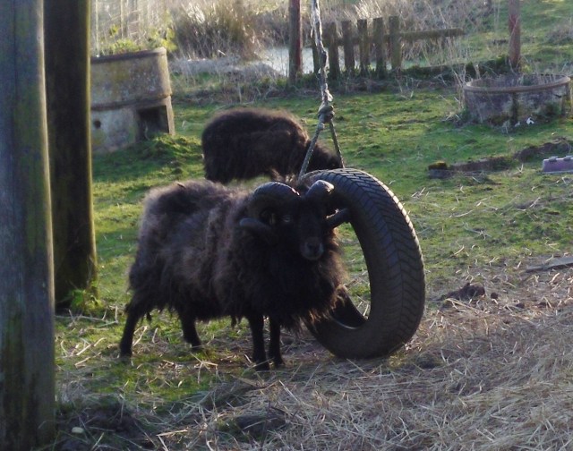 Bockspielzeug-17.04.2016-d