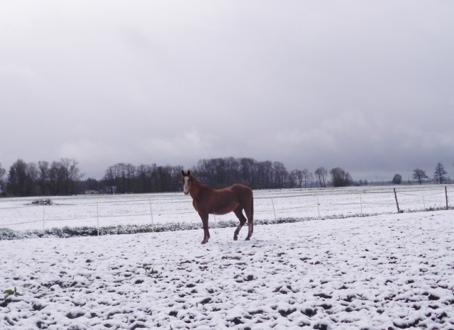 Im-Schnee-Dösen-24.04.2016-a