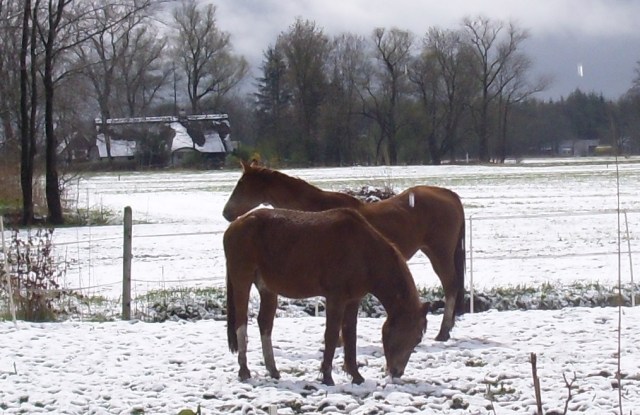 Im-Schnee-Dösen-24.04.2016-d