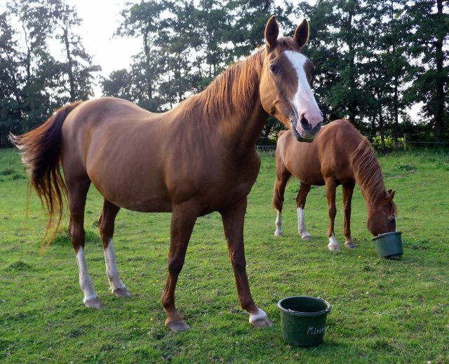 Miranda-Bachus-Sep.2012