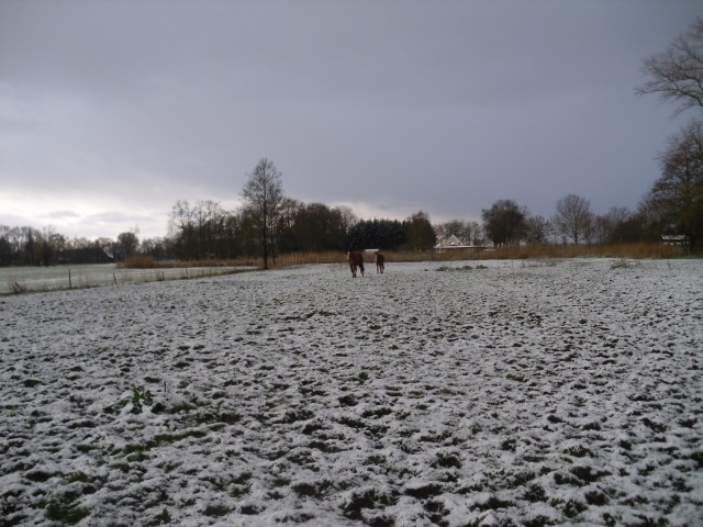 Pferde-i-Schnee-24.04.2016-b