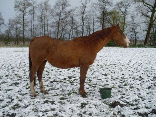 Pferde-i-Schnee-24.04.2016-c