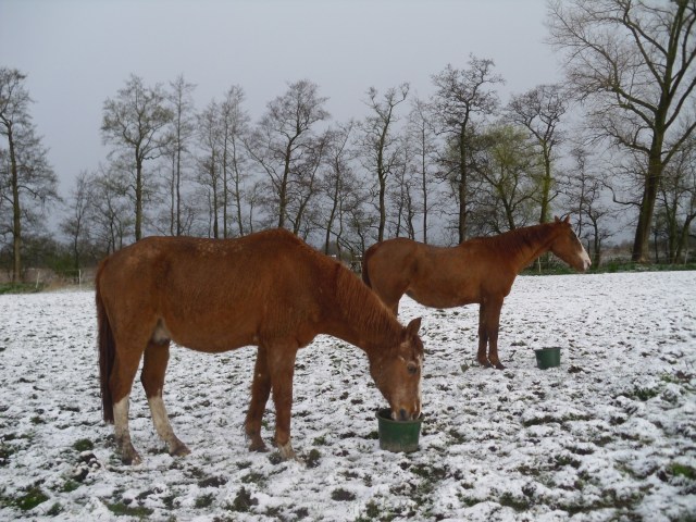 Pferde-i-Schnee-24.04.2016-d
