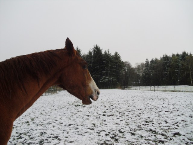 Pferde-i-Schnee-24.04.2016-e