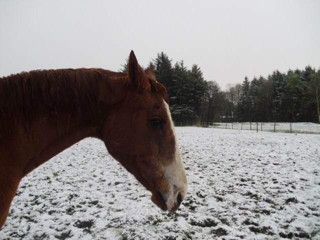 Pferde-i-Schnee-24.04.2016-f