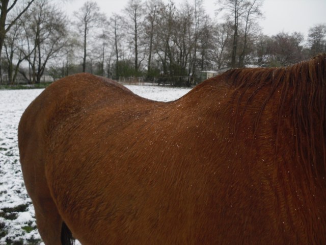 Pferde-i-Schnee-24.04.2016-g