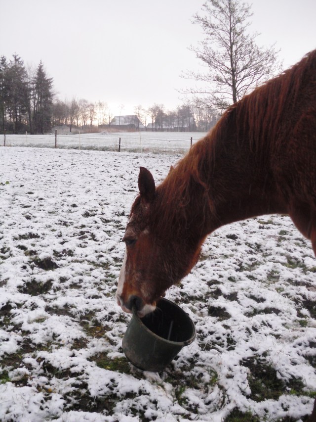 Pferde-i-Schnee-24.04.2016-h