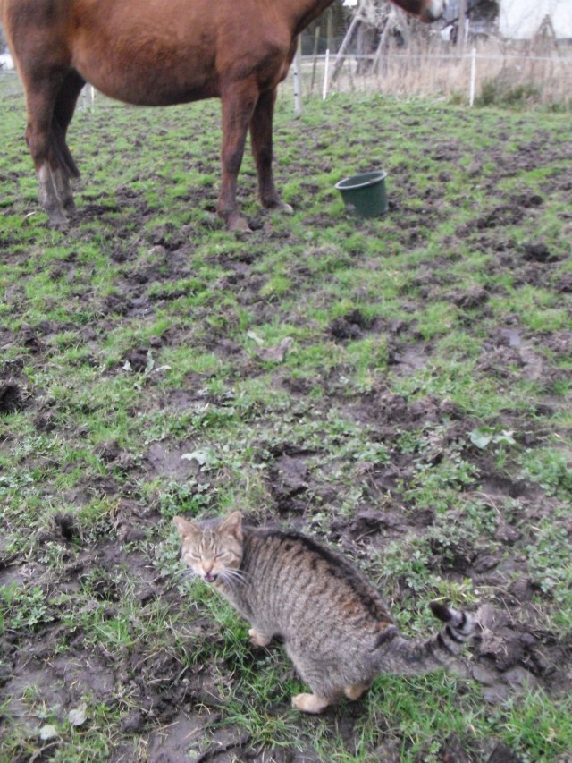 Rehe-07.04.2016-u-Mary