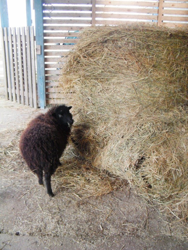 Tinki-Winki-Heu-31.03.16-a