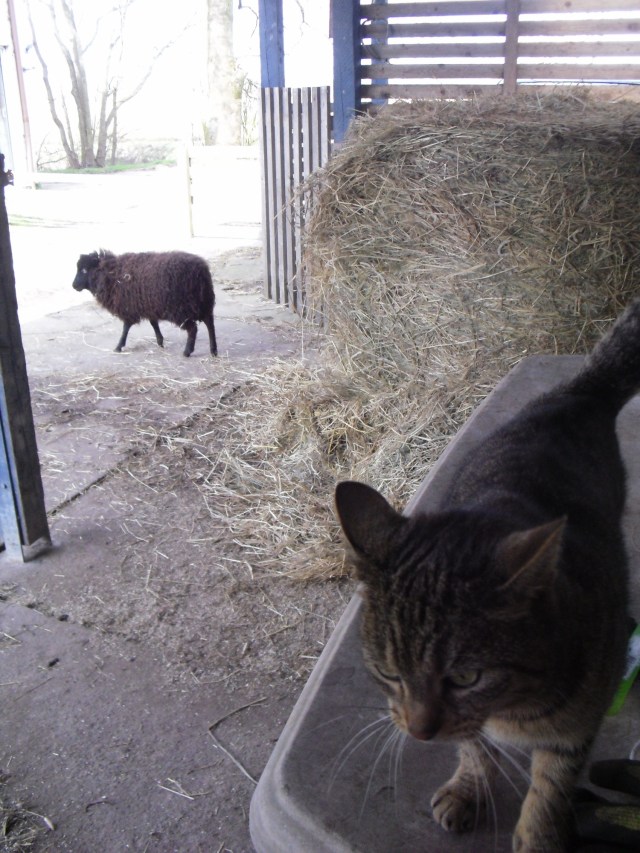 Tinki-Winki-Mary-31.03.16-a