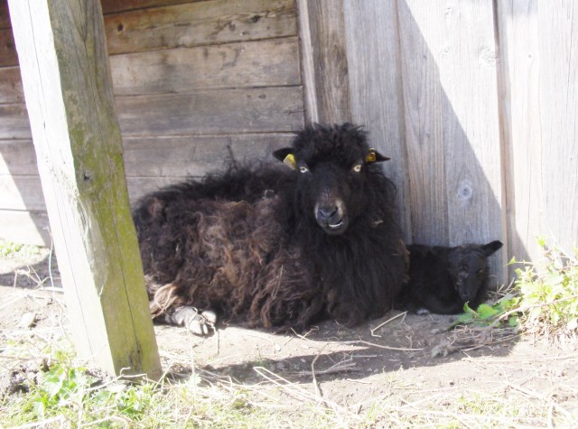 Ante-Baby-01.05.2016-a