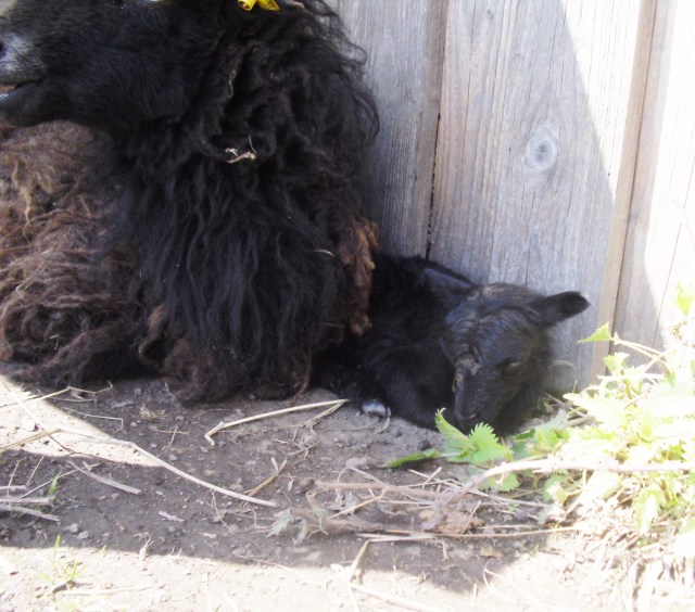 Ante-Baby-01.05.2016-c