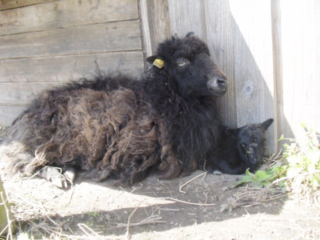 Ante-Baby-01.05.2016-f