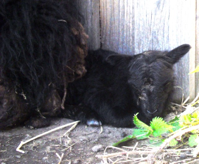 Ante-Baby-01.05.2016-h