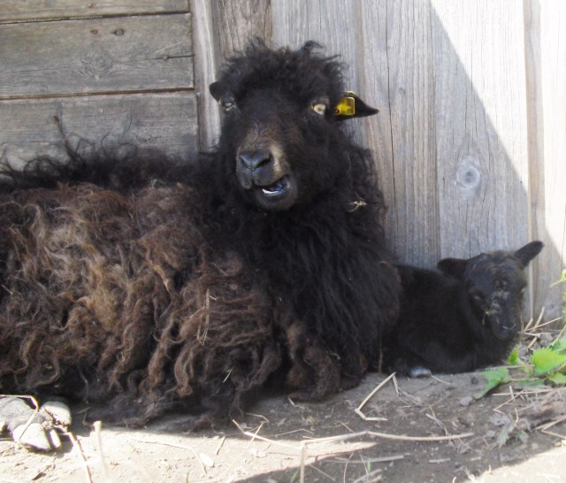 Ante-Baby-01.05.2016-j