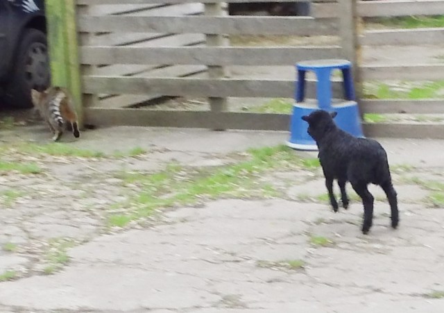 Baby-Mary-24.05.2016-d