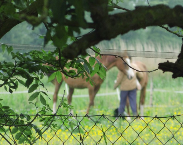 Pferde-füttern-24.05.2016-b