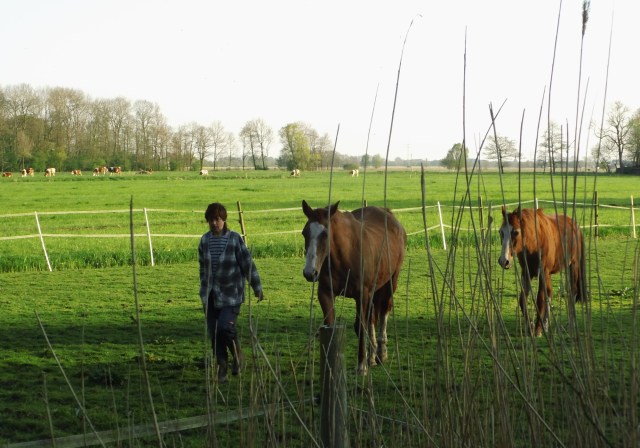 Pferde-freifolgen-08.05.2016-b