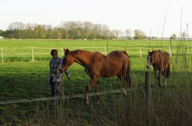 Pferde-freifolgen-08.05.2016-c