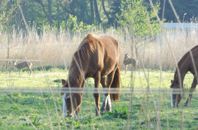 Pferde-Reh-09.05.2016-c