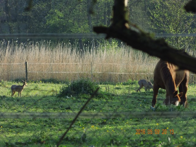 Pferde-Reh-09.05.2016-e