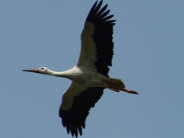 Storch-im-Flug