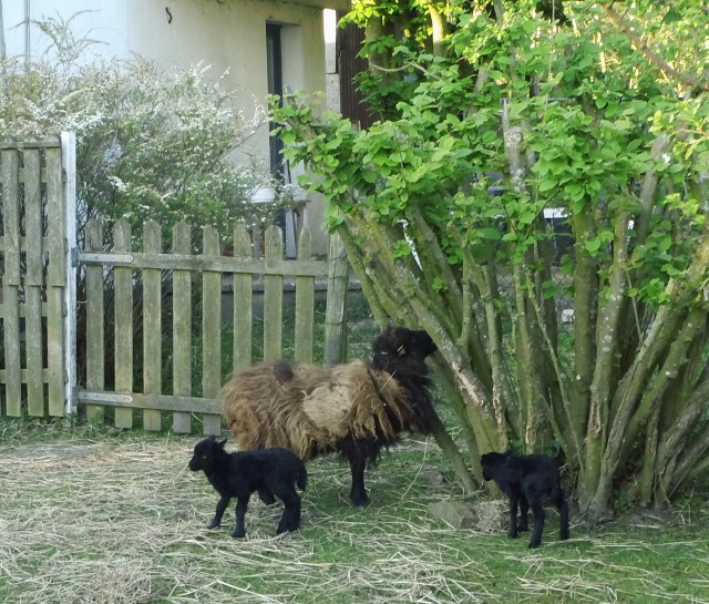 Tine-Lämmer-08.05.2016-b