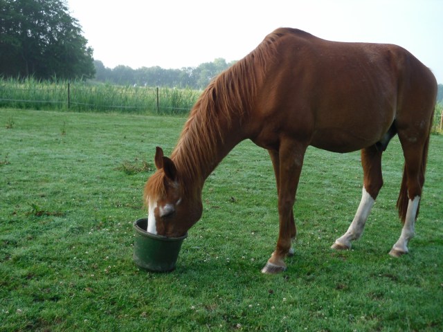 Bachus-morgens-16.06.2016-f