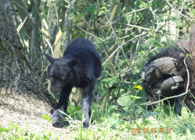 Lamm-Carsten-05.05.2016-a