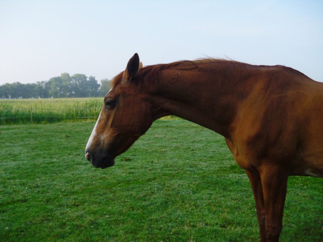 Miranda-morgens-16.06.2016-a