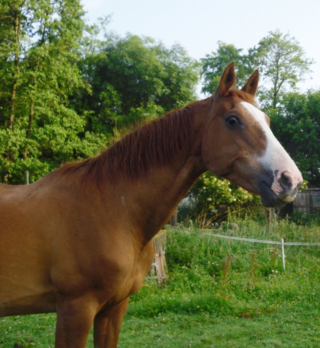 Miranda-morgens-16.06.2016-c